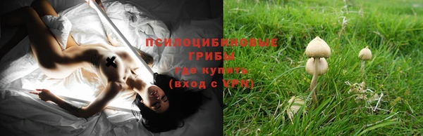сатива Новокубанск